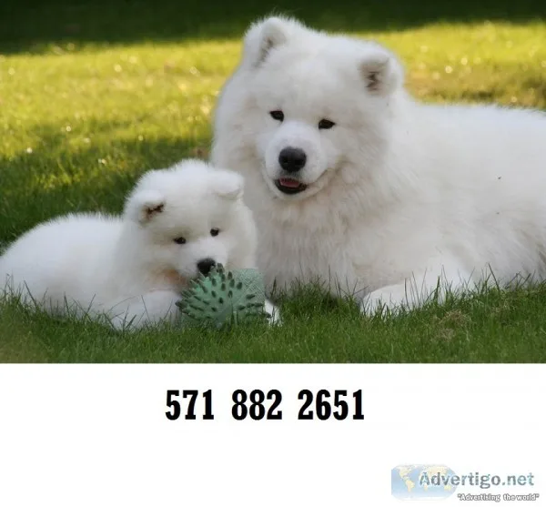Socialized samoyed puppies 