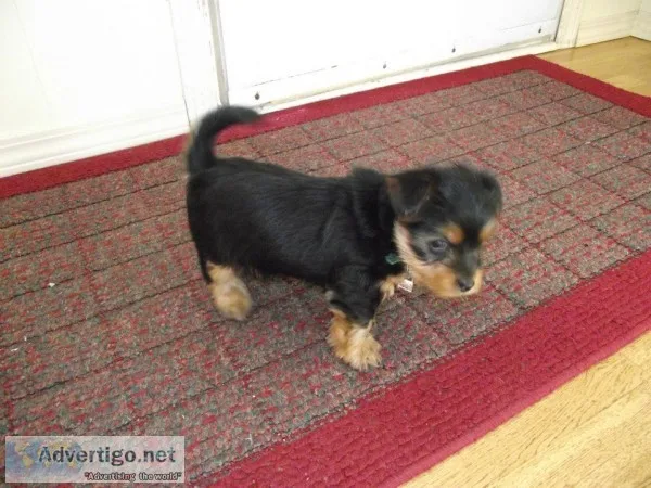 Yorkshire terrier pups for sale