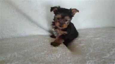  9 yorkshire terrier girl puppy for sale