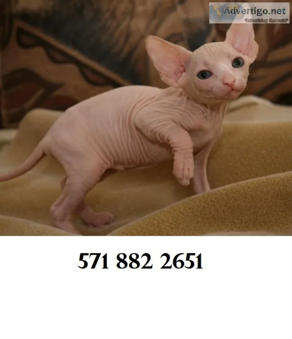 Sphynx 