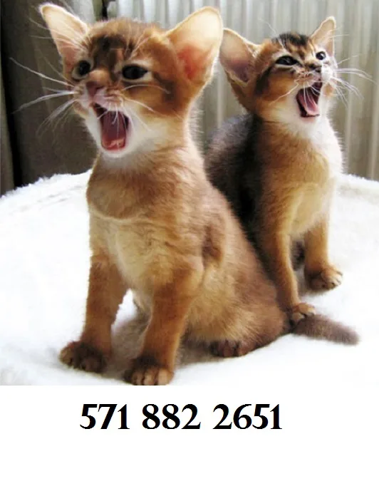 Abyssinian 