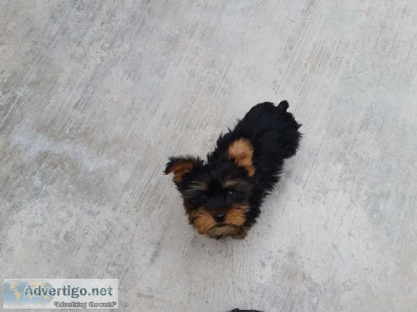 Yorkie puppies for sale