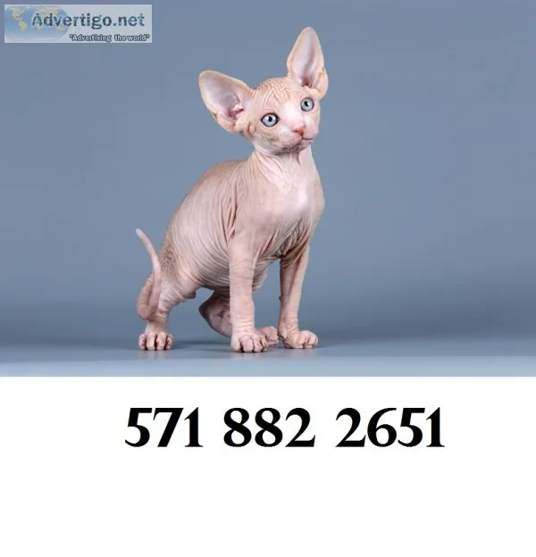 Text at (571 xx 882 xx 2651) sphynx kitt