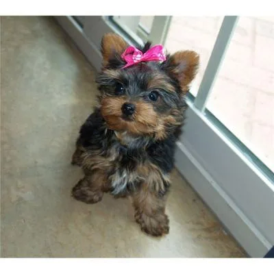 Yorkshire terrier boy ready to go