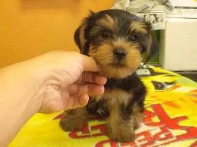 Lovely yorkie pups for sale 