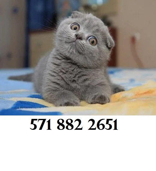 Scottish fold 