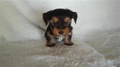  9 yorkshire terrier girl puppy for sale