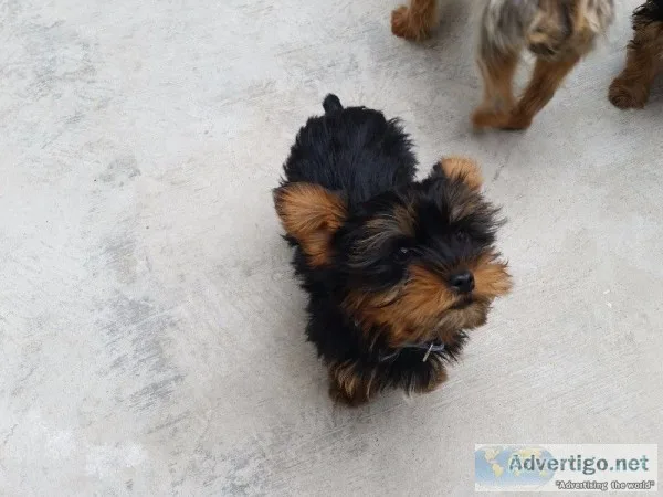 Yorkhire terrier very small