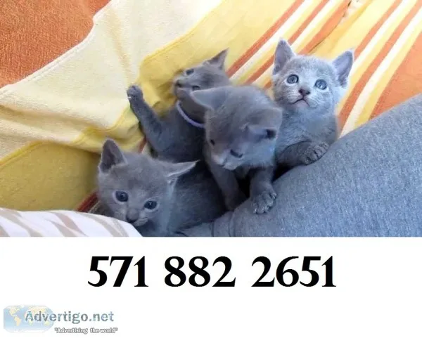 Text at (571 xx 882 x 2651) russian blue