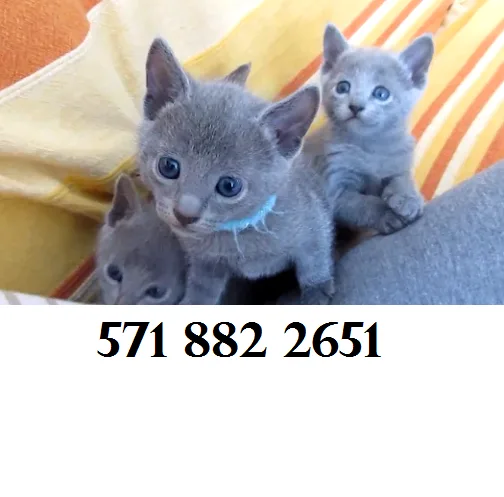 Russian blue 