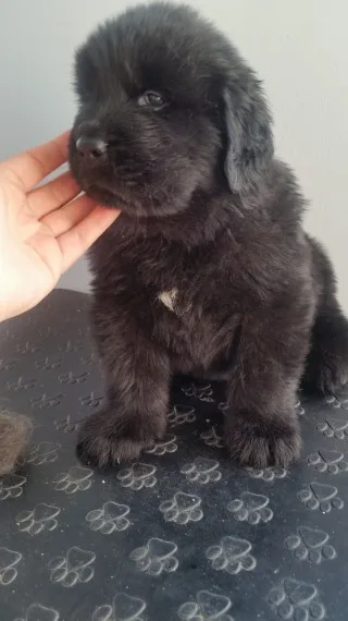 Gchcv newfoundlands puppies akc reg