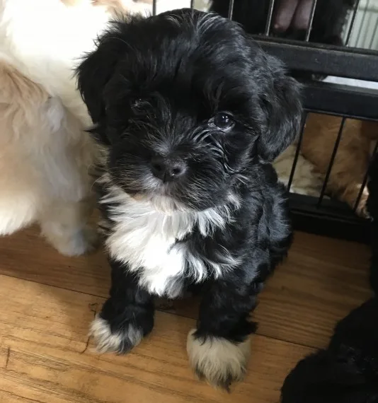 Ewje havanese puppies