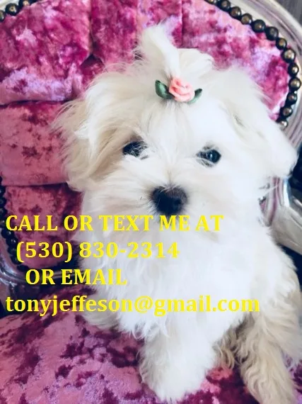 Kmnht tiny maltese for adoption 