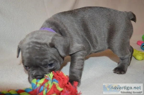 Cute french bulldog puppies akc reg