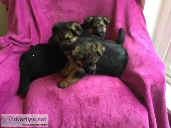 Gfrdf german shepherd puppies