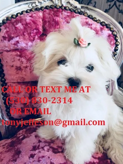 Ccvdr super clever maltese puppies for s