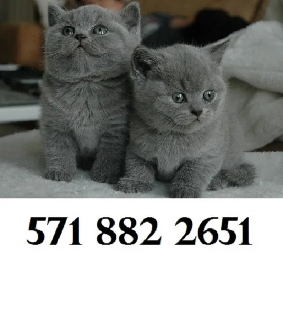 Calm british shorthair kittens