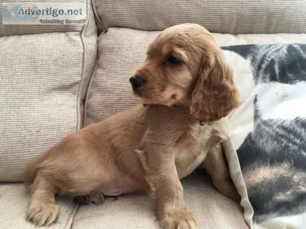 Akc golden working type cocker spaniel