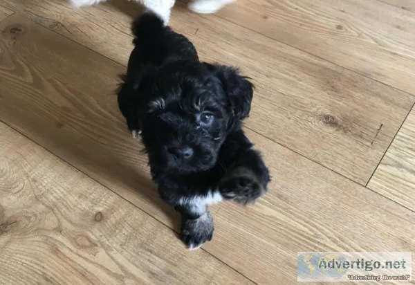 Ewje havanese puppies
