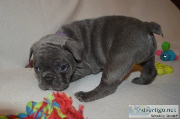 Cute french bulldog puppies akc reg