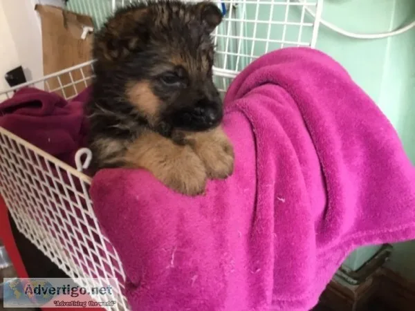 Gfrdf german shepherd puppies