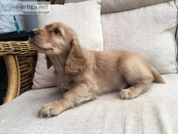 Akc golden working type cocker spaniel