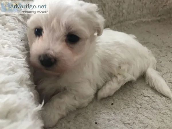 Dfhy gorgeous maltese puppies