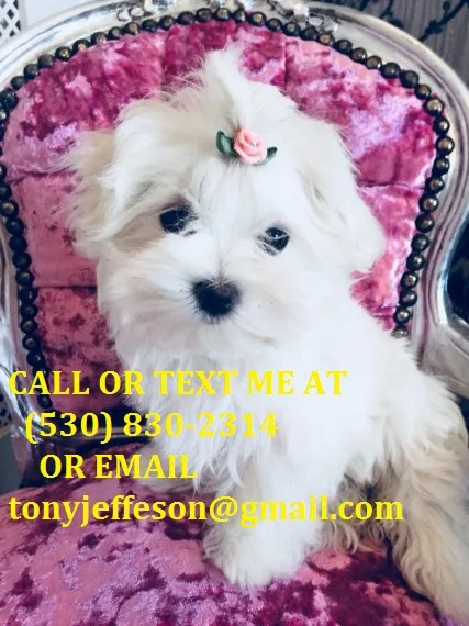 Mnbg cute maltese puppies for sale 