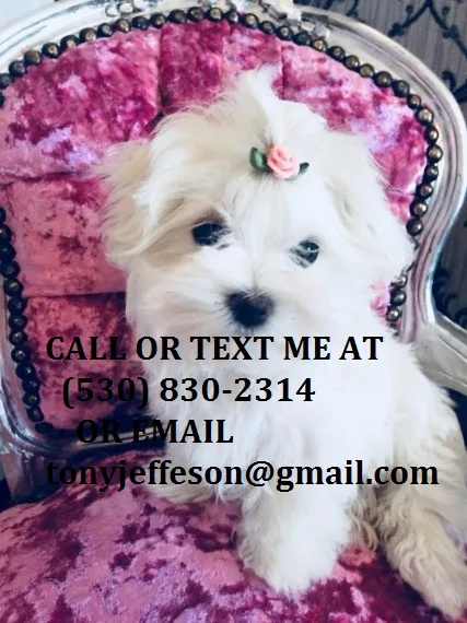 Lknht nice maltese puppies for sale 