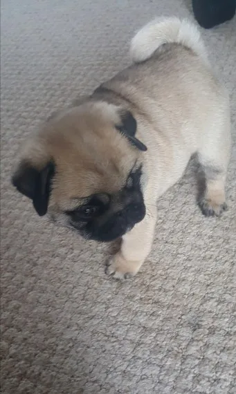 Dskj chunky boy and girl pug ready