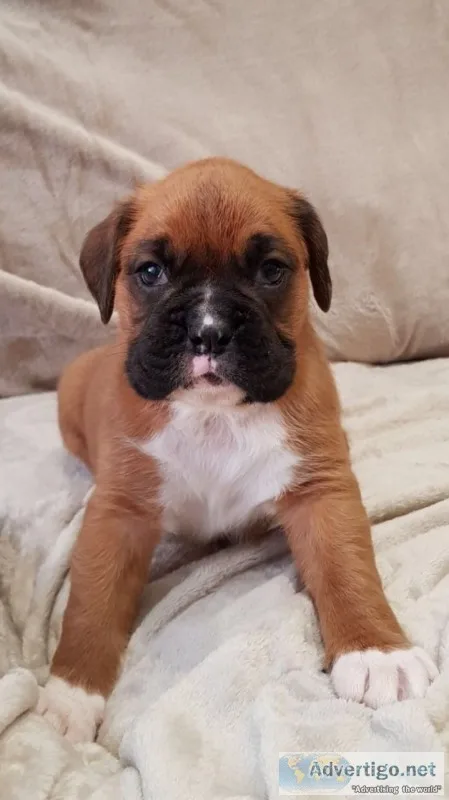 Sweet boxer boys and girls pups