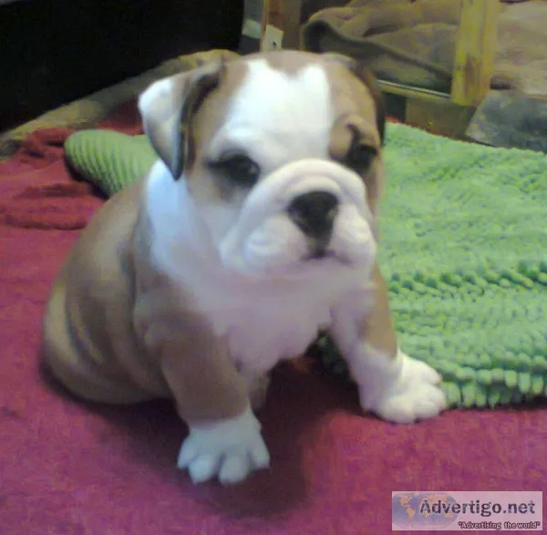 Healthy akc reg english bulldog pups 