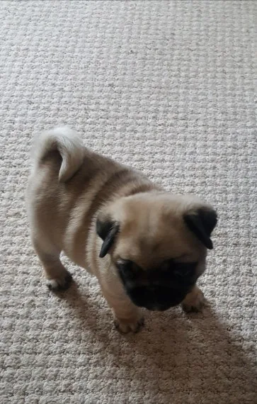 Dskj chunky boy and girl pug ready