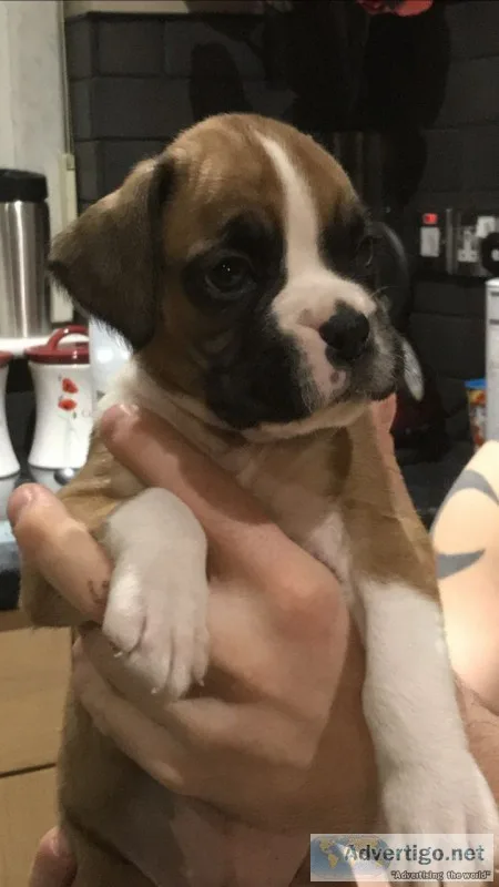 Sweet boxer boys and girls pups