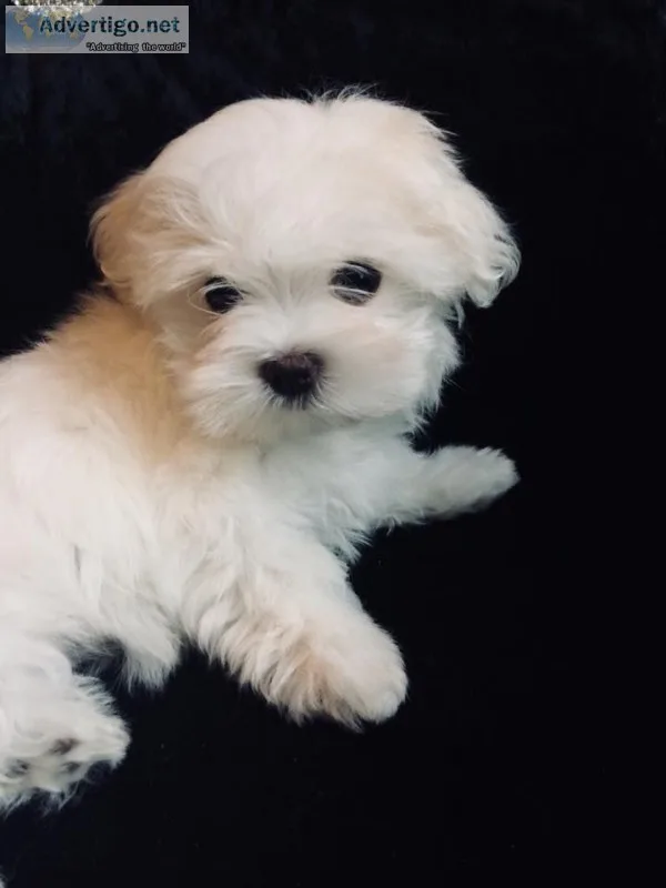 Dfhy gorgeous maltese puppies
