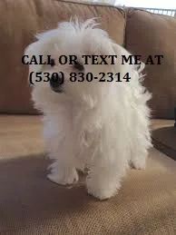 Qqwr cute/smart maltese puppies for sale