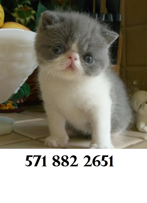 Calm exotic shorthair kittens