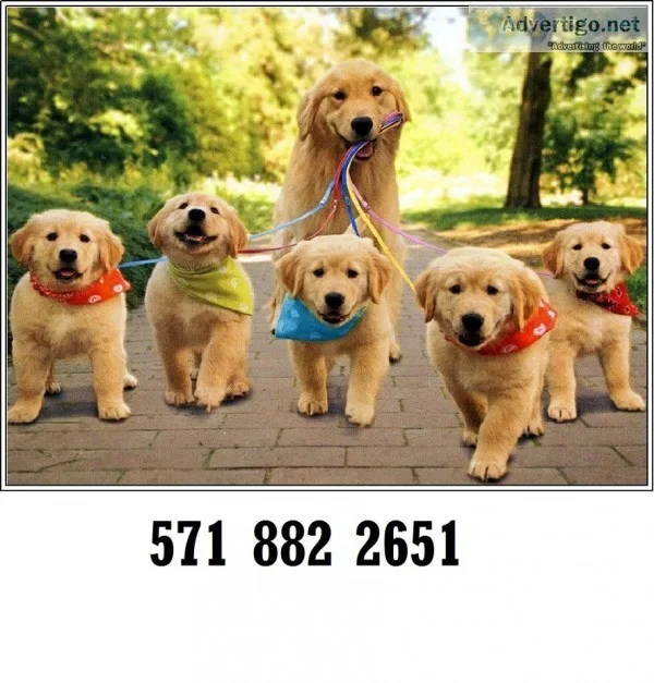 Brave golden retriever puppies