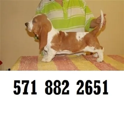 Brave basset hound puppies