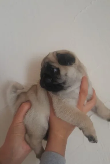 Dskj chunky boy and girl pug ready