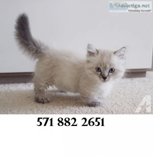 Calm munchkin kittens