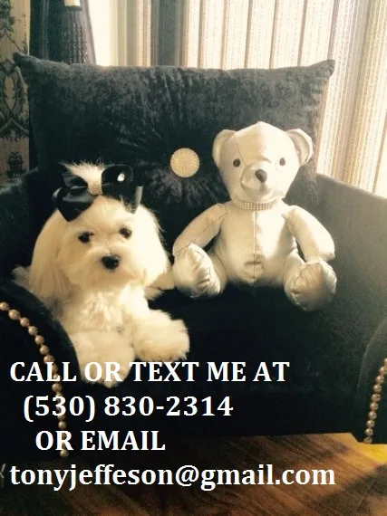 Cdfr m/f maltese puppies for adoption 