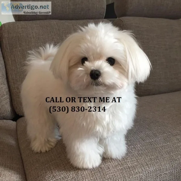 Xxxsd young maltese puppies for sale 