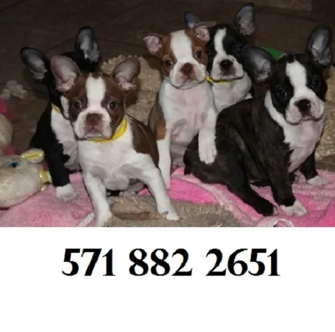 Brave boston terrier puppies