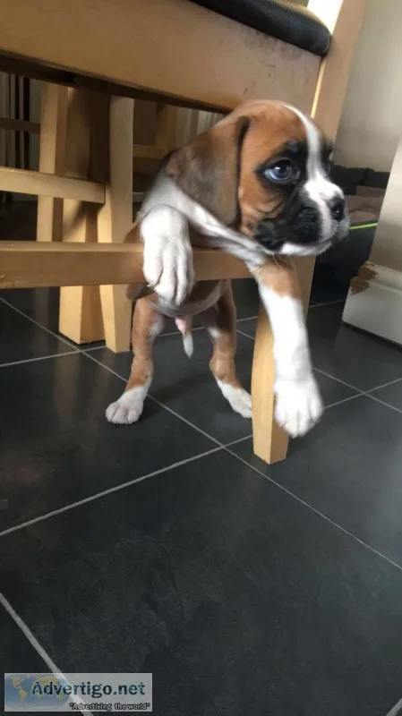 Sweet boxer boys and girls pups