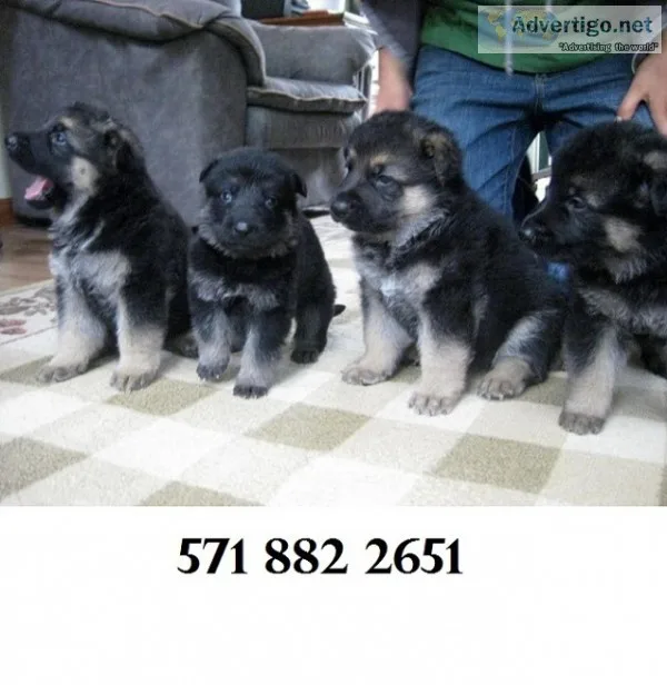 Brave german shepherd puppies