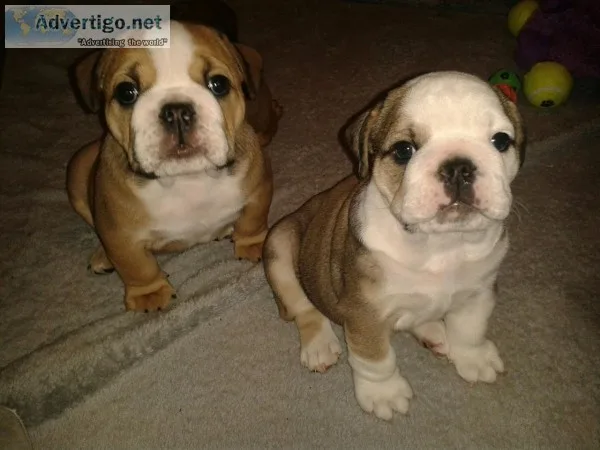 Healthy akc reg english bulldog pups 