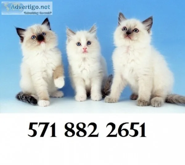 Calm ragdoll kittens