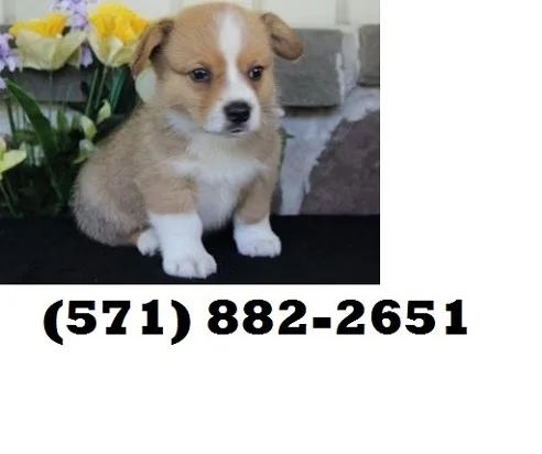 Brave pembroke welsh corgi puppies