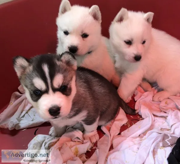 3 siberian husky puppies